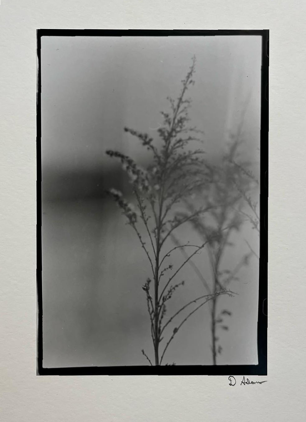 Photo by Donald Adams