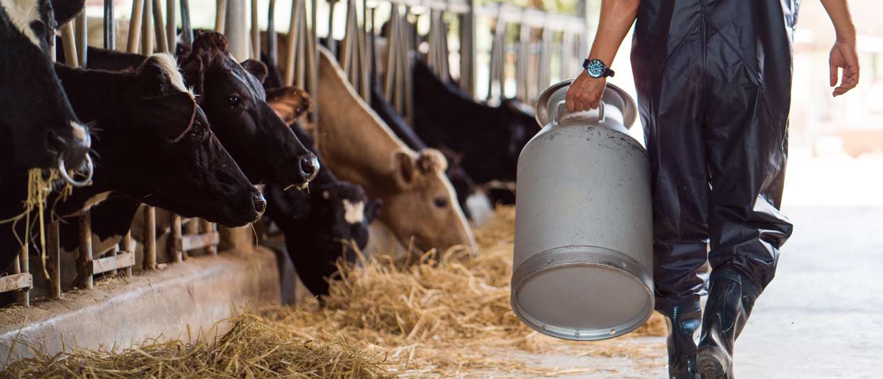 Agricultural worker doing day-to-day care and animal husbandry of dairy cow livestock.