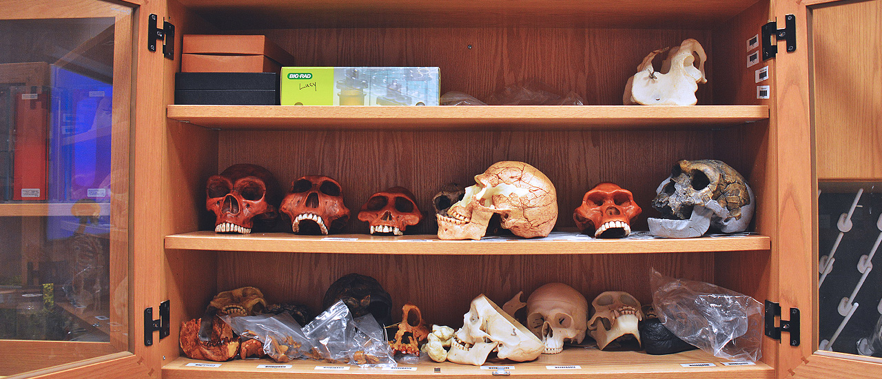 Various Skull Replicas